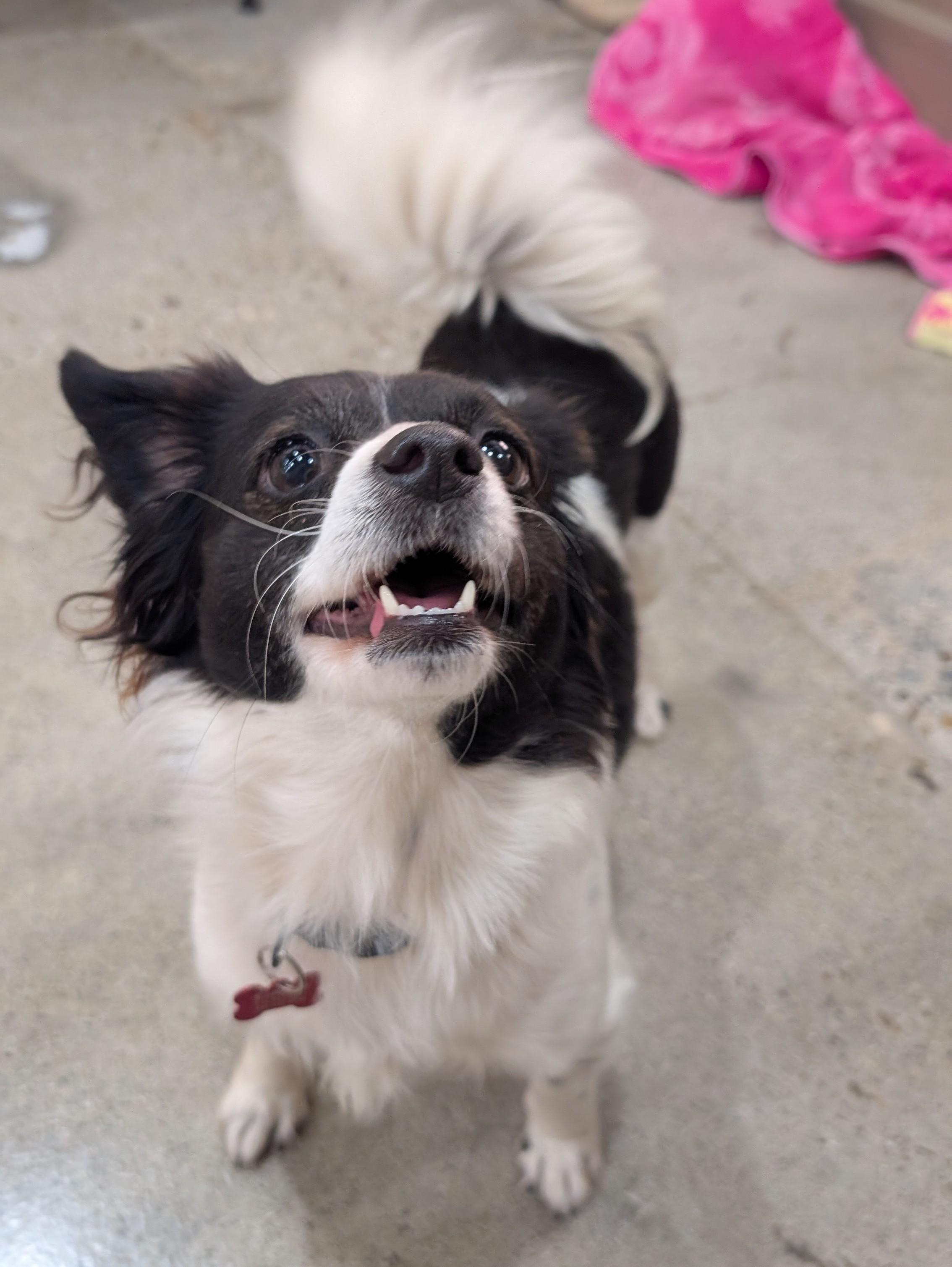 Gretta, Adoptable, Adult Female Chihuahua.