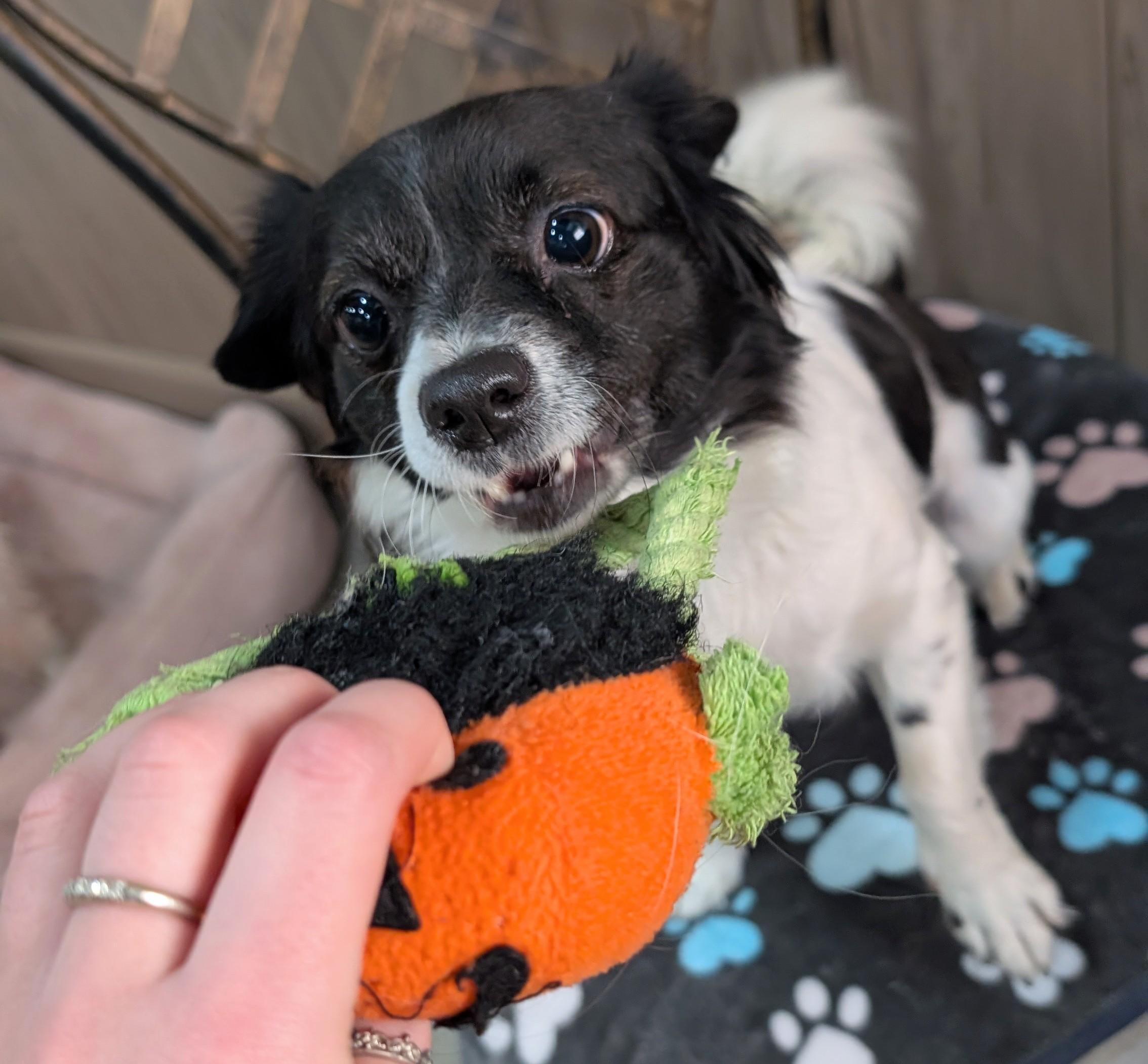 Gretta, a Adoptable Chihuahua in Thousand Oaks, CA image 3/5