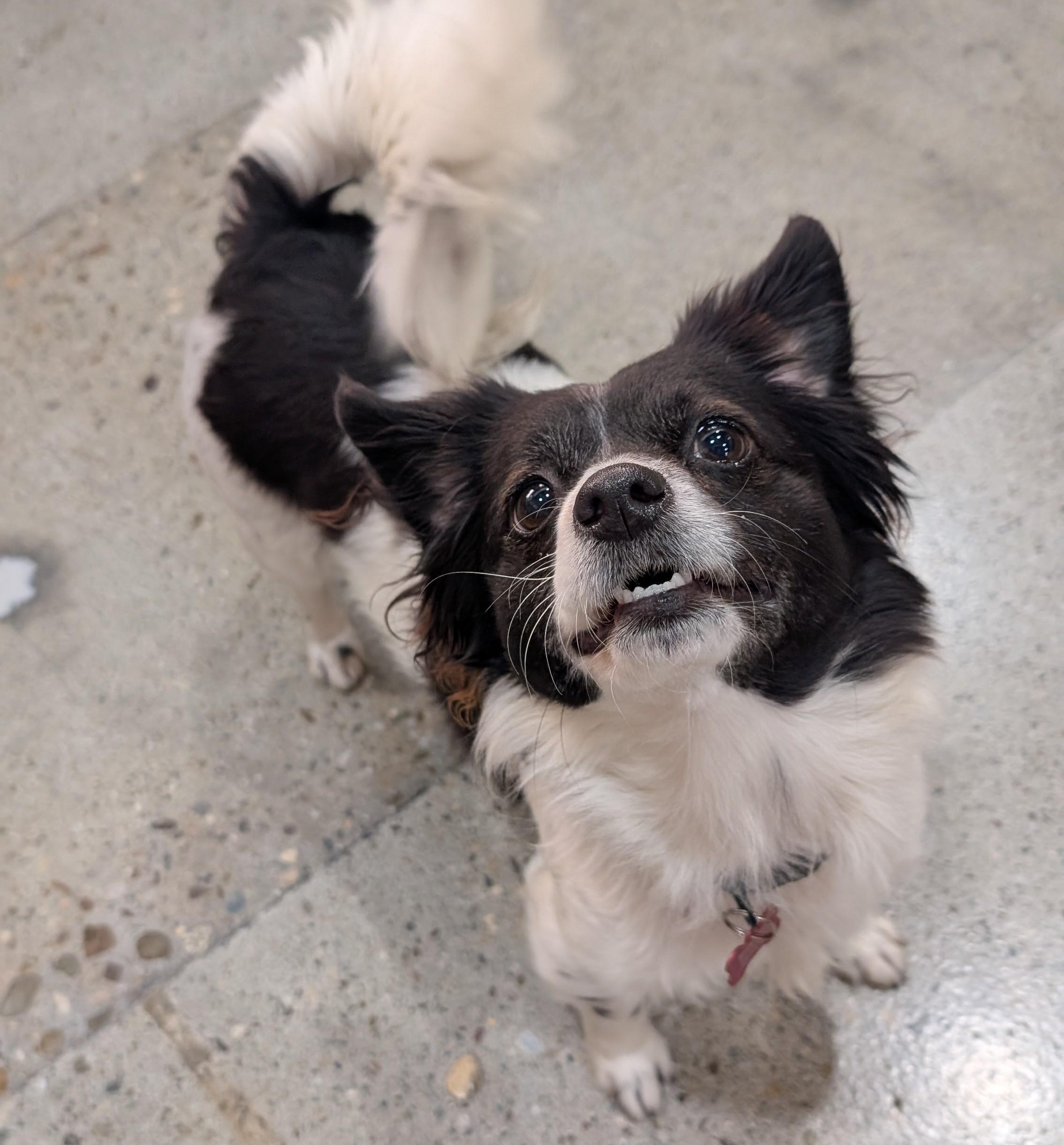 Gretta, a Adoptable Chihuahua in Thousand Oaks, CA image 4/5