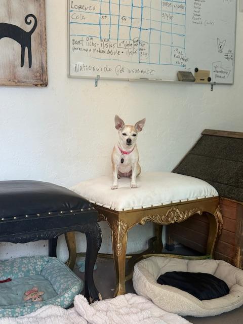 Bee, a Adoptable mixed breed in Santa Rosa, CA image 1/5