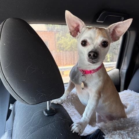 Bee, a Adoptable mixed breed in Santa Rosa, CA image 3/5