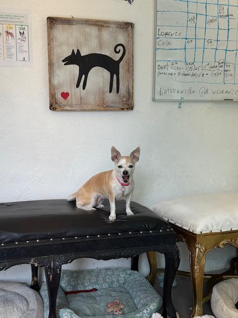 Bee, a Adoptable mixed breed in Santa Rosa, CA image 4/5