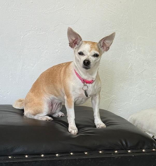 Bee, a Adoptable mixed breed in Santa Rosa, CA image 2/5