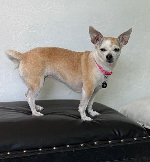 Bee, a Adoptable mixed breed in Santa Rosa, CA image 5/5