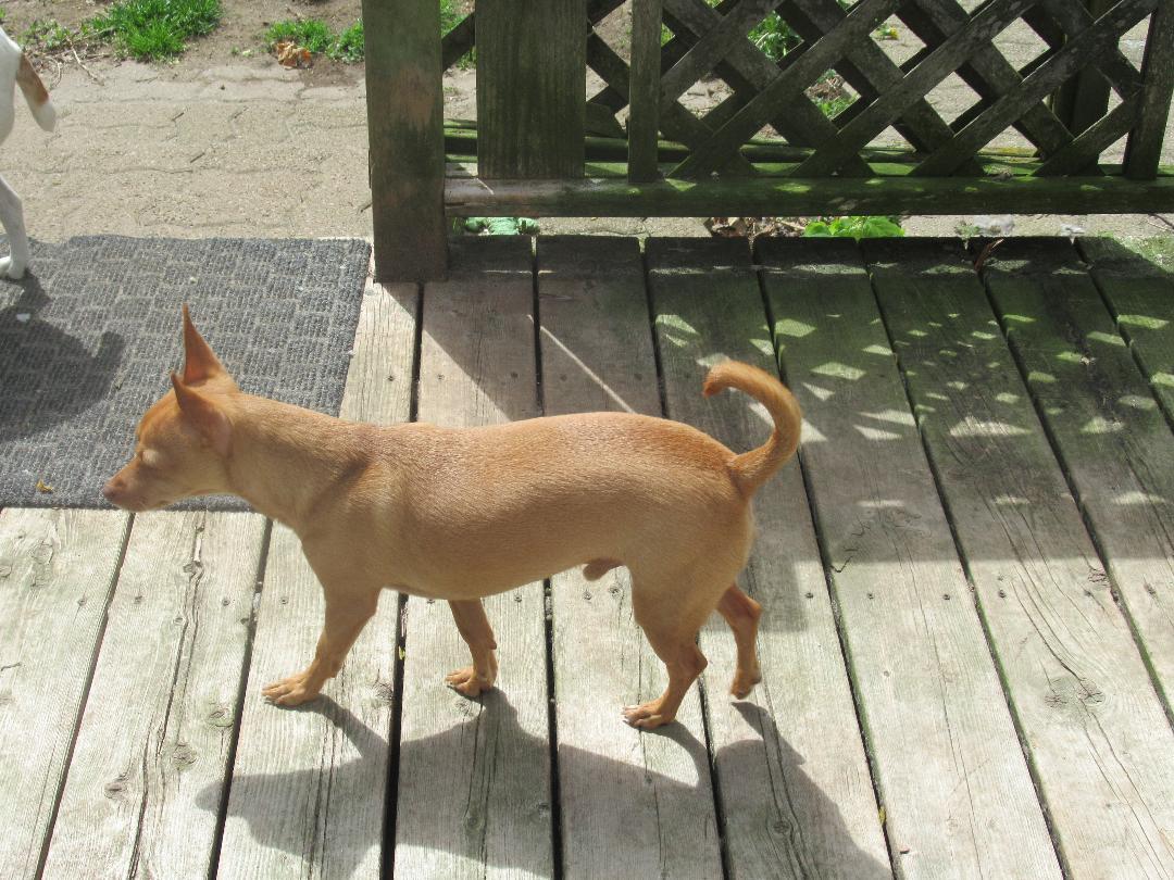 Cooper photo 3