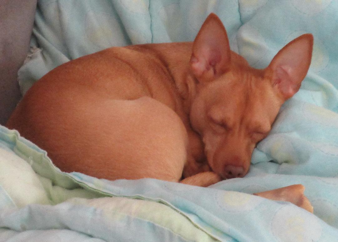 Cooper photo 4