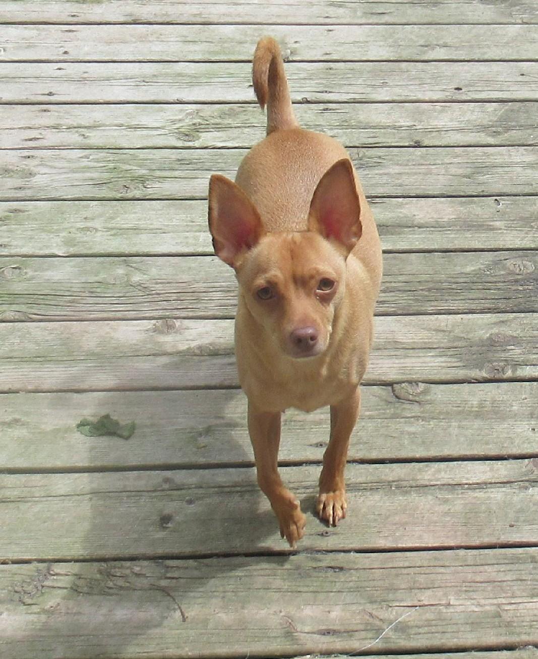 Cooper photo 2