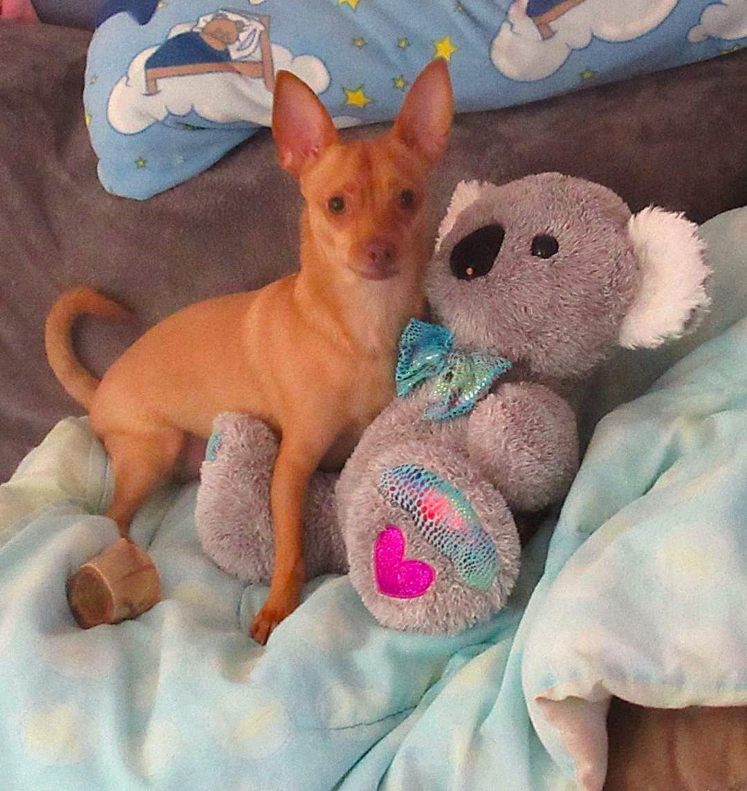 Cooper, Adult Male Chihuahua