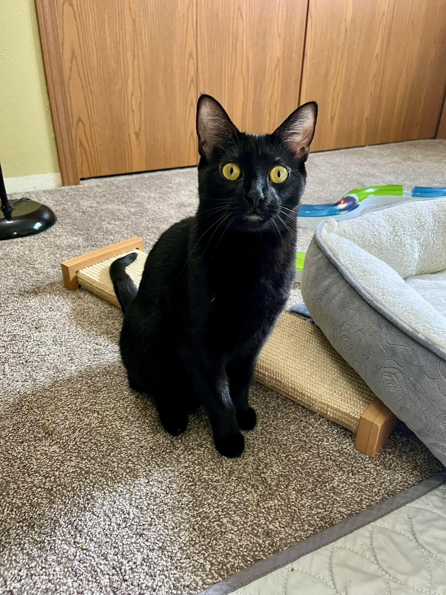 Enlarge Flip, an adopted Domestic Short Hair in Cottage Grove, WI image 3/3