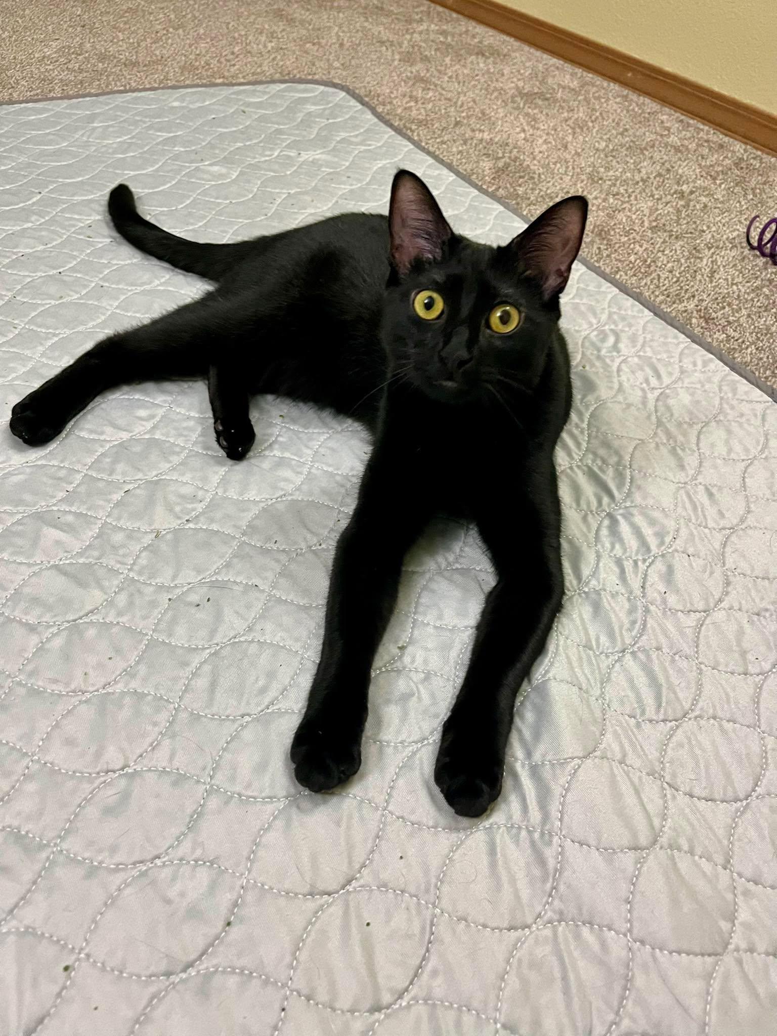 Enlarge Flip, an adopted Domestic Short Hair in Cottage Grove, WI image 2/3