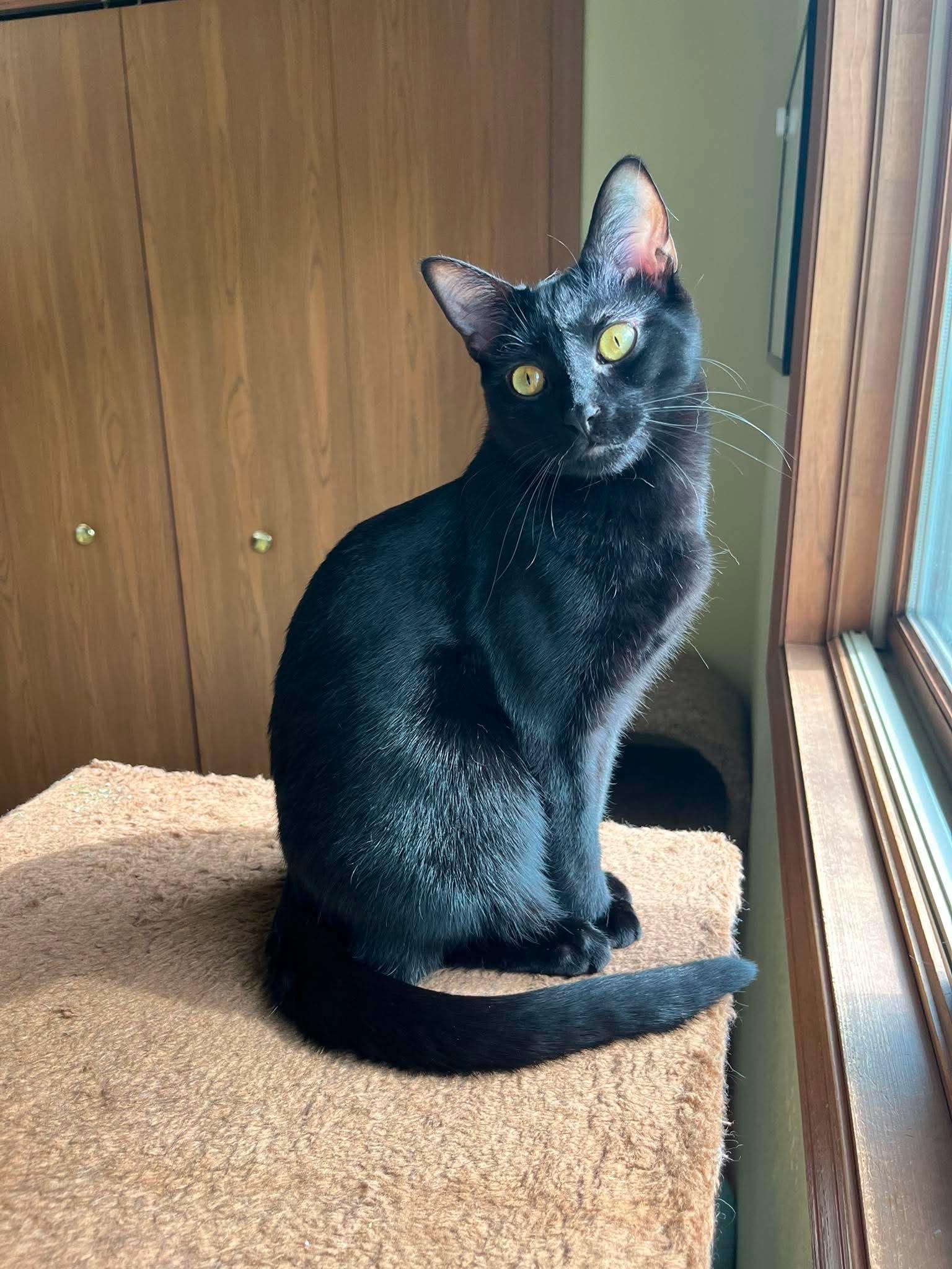 Enlarge Flip, an adopted Domestic Short Hair in Cottage Grove, WI image 1/3