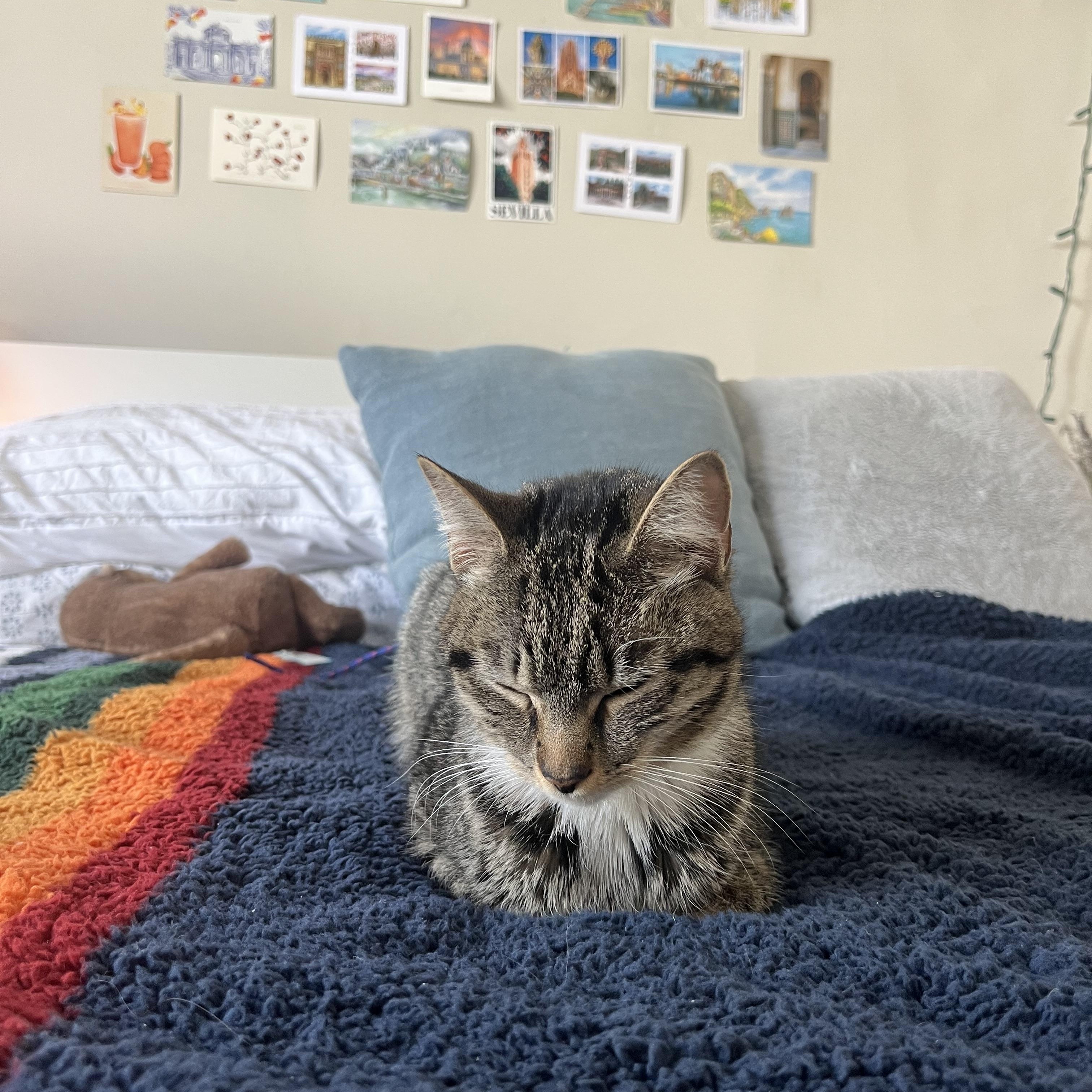 Enlarge Jessica, an adopted Domestic Short Hair in Cambridge, MA image 2/4