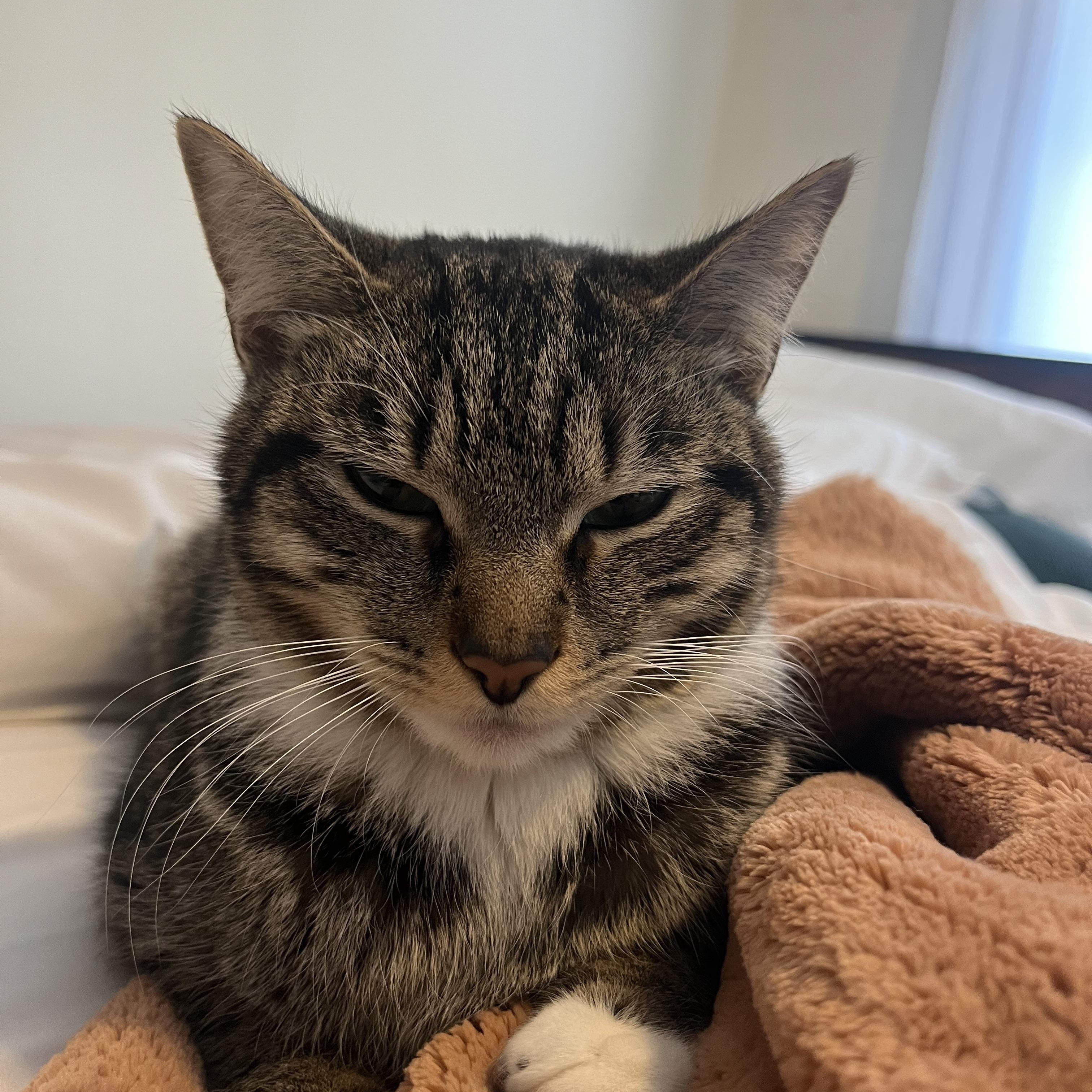 Enlarge Jessica, an adopted Domestic Short Hair in Cambridge, MA image 1/4