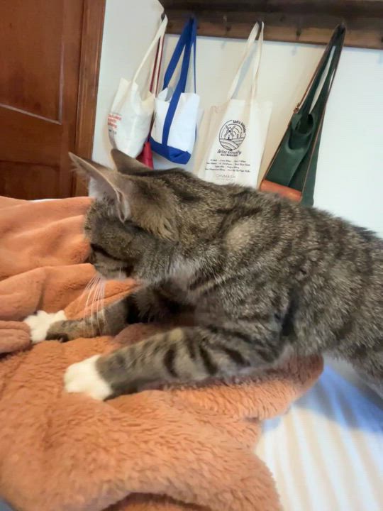 Enlarge Jessica, an adopted Domestic Short Hair in Cambridge, MA video 4/4