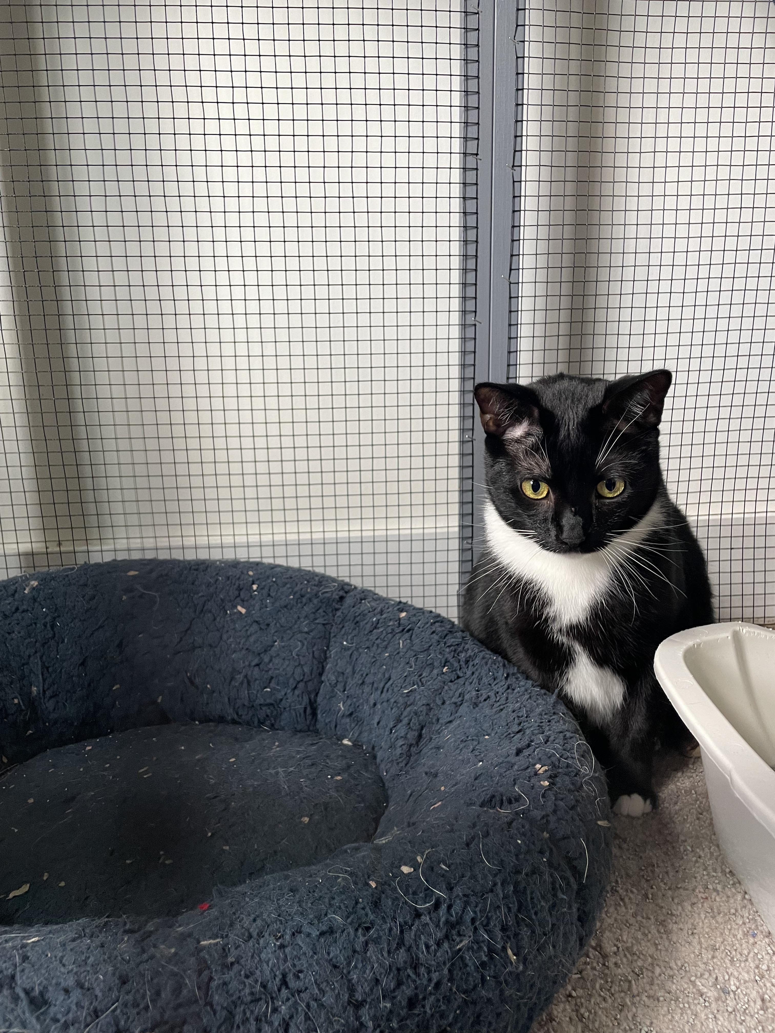 Enlarge Lori, a Adoptable Domestic Short Hair in Kissimmee, FL image 3/3
