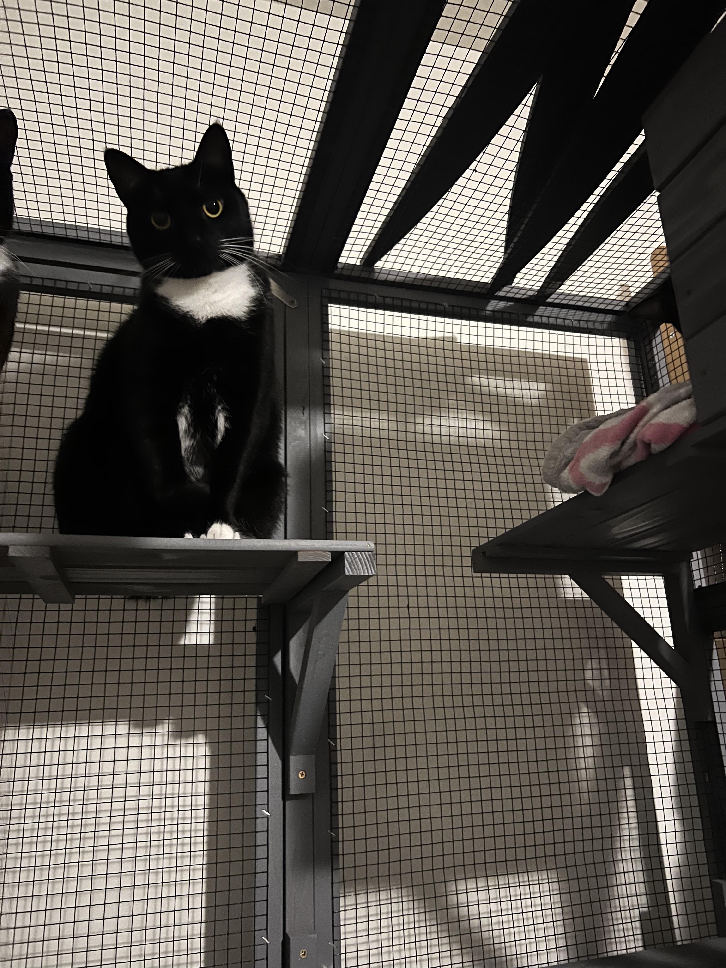 Enlarge Lori, a Adoptable Domestic Short Hair in Kissimmee, FL image 2/3
