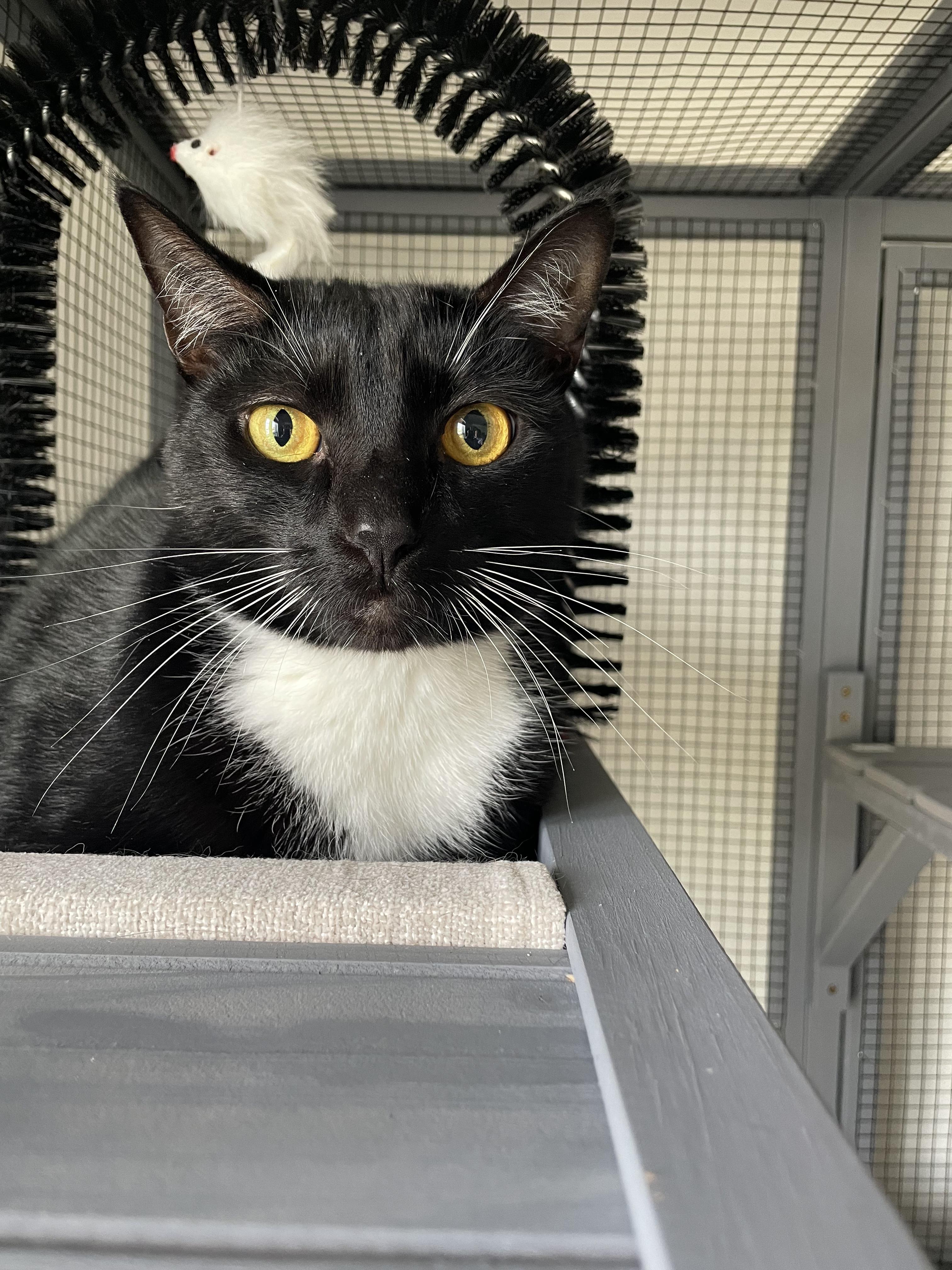 Lori, Adoptable, Adult Female Domestic Short Hair.