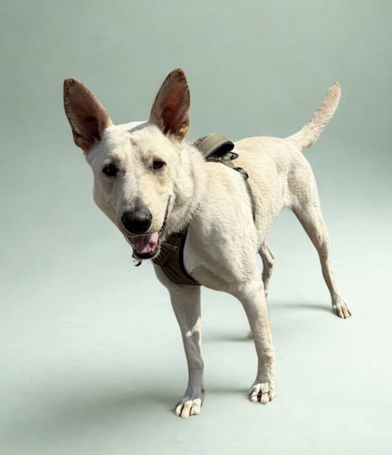 Snow , a ADOPTABLE mixed breed in Warrenton, VA image 4/6