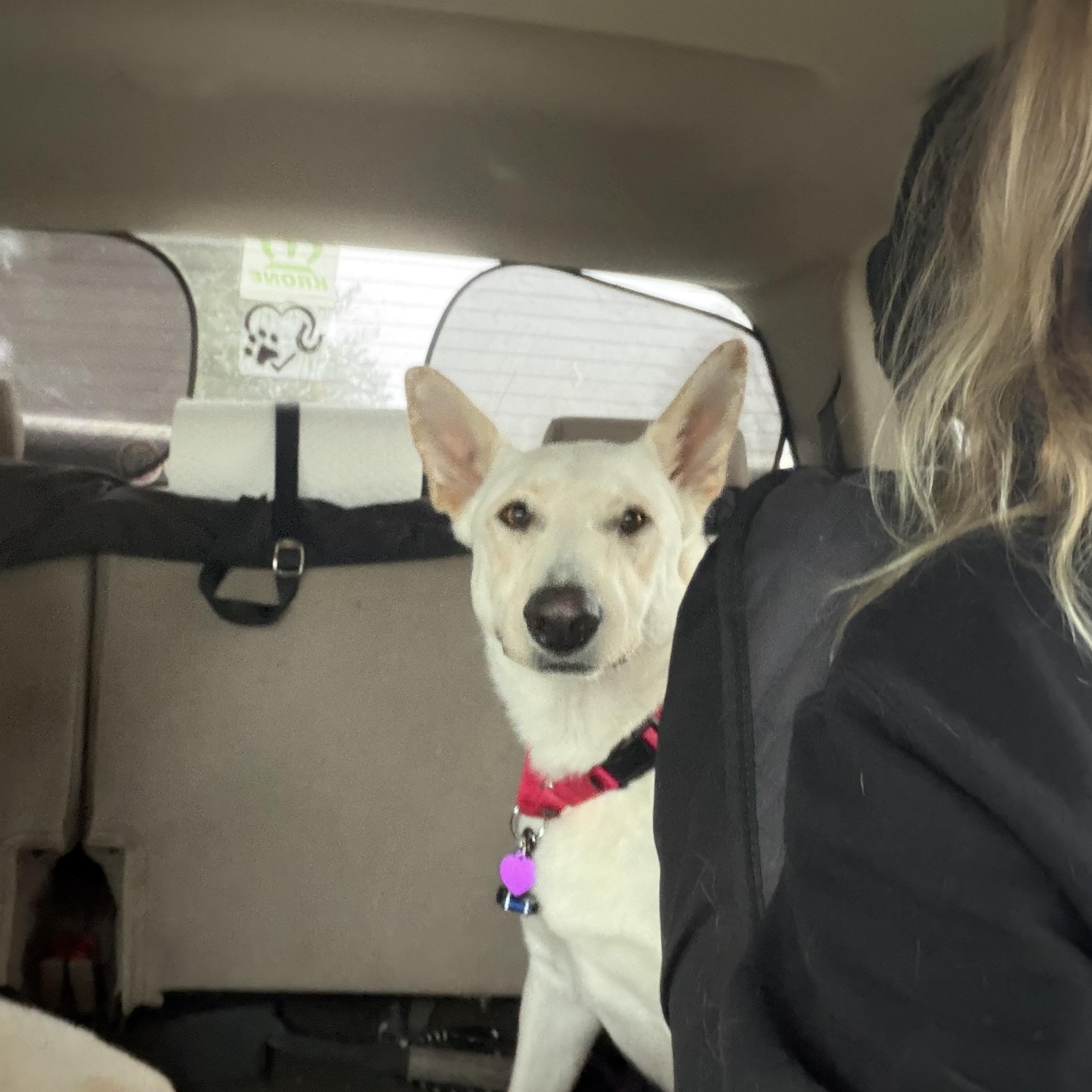 Snow , a ADOPTABLE mixed breed in Warrenton, VA image 2/6