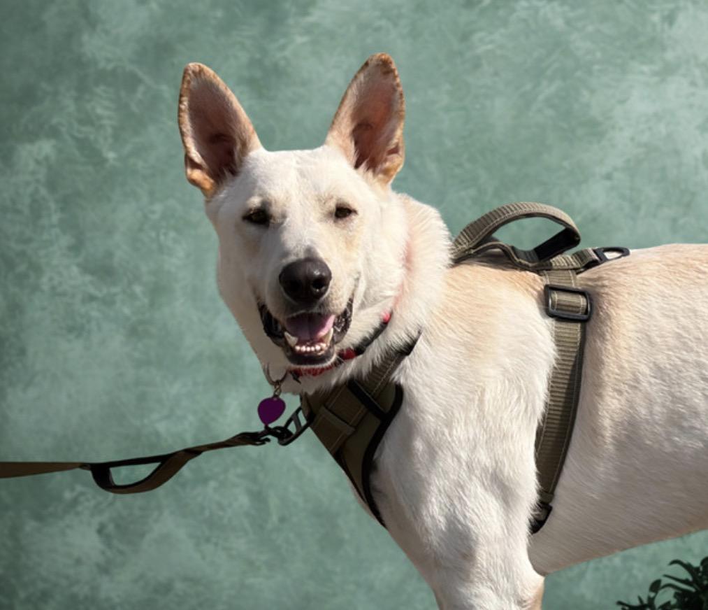 Snow , a ADOPTABLE mixed breed in Warrenton, VA image 1/6
