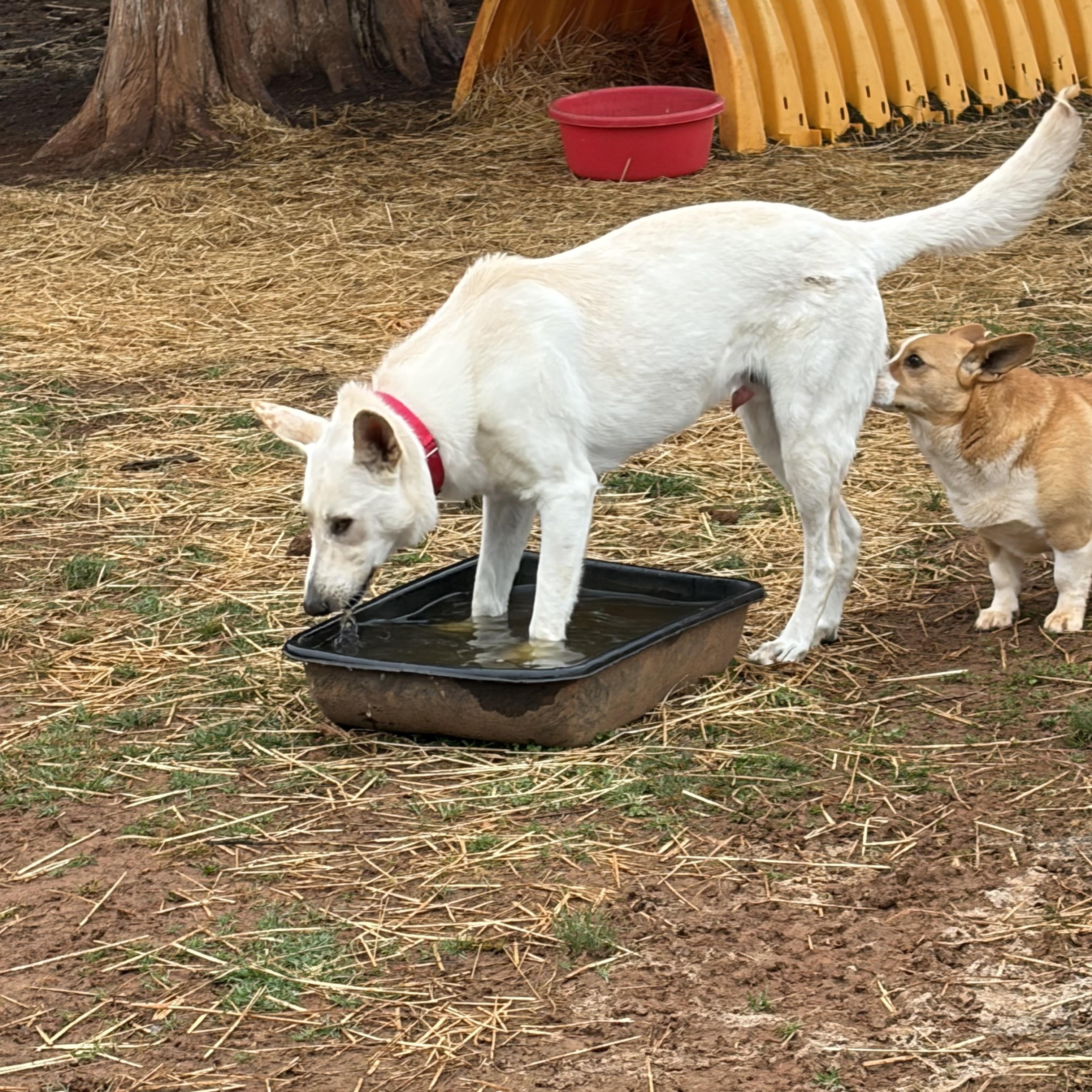 Snow , a ADOPTABLE mixed breed in Warrenton, VA image 5/6