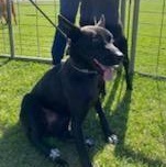 Pru, Adoptable, Adult Female German Shepherd Dog.