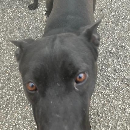 Enlarge Pru, a Adoptable mixed breed in Greenfield, TN image 2/3