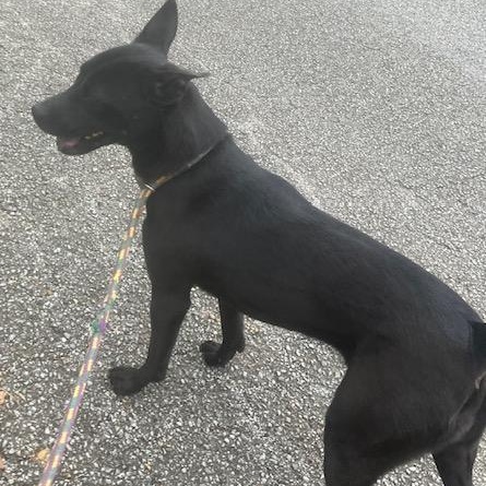 Pru, Adoptable, Adult Female German Shepherd Dog.