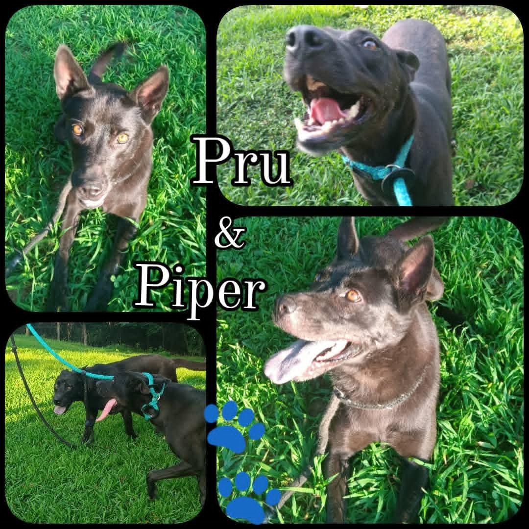 Enlarge Pru, a Adoptable mixed breed in Greenfield, TN image 5/5