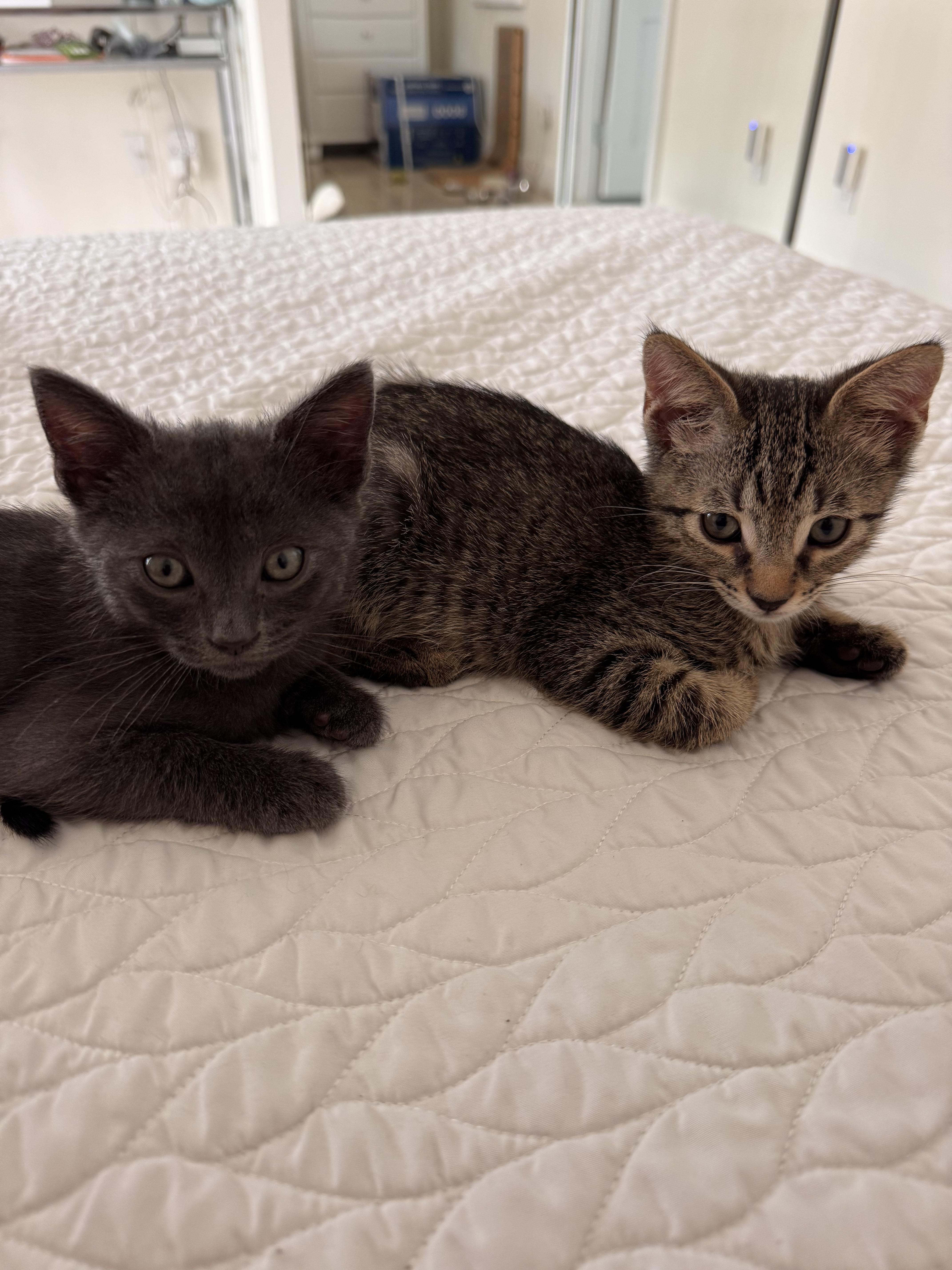 Enlarge Marcus , a ADOPTABLE Russian Blue in Boca Raton, FL image 2/3