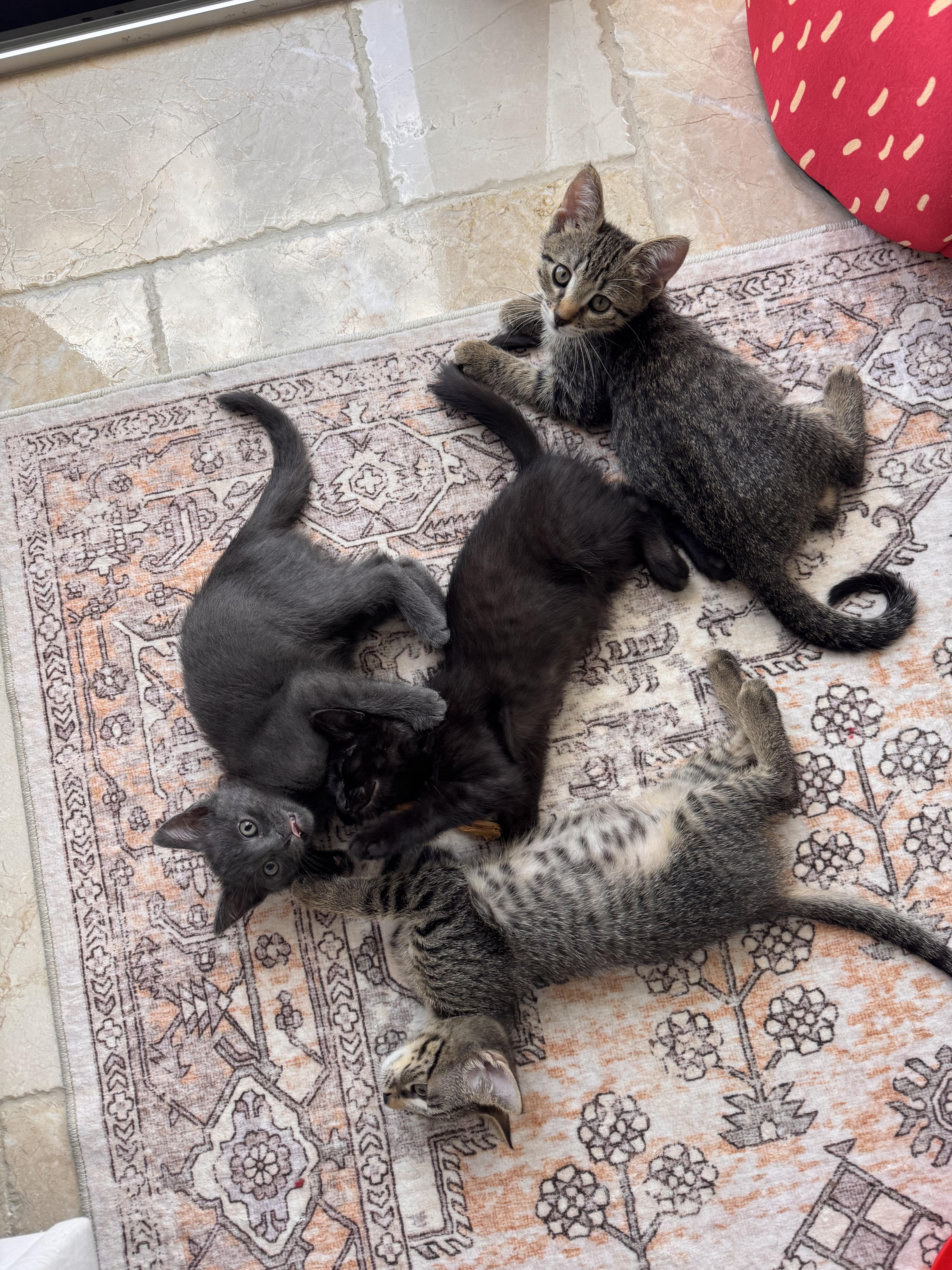 Enlarge Marcus , a ADOPTABLE Russian Blue in Boca Raton, FL image 3/3