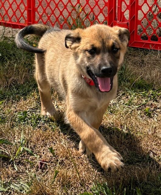 Howard, Adoptable, Young Male German Shepherd Dog.