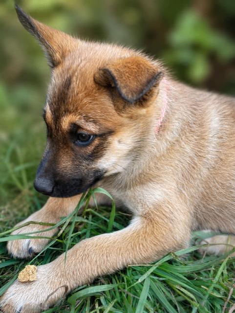 Enlarge Howard, a Adoptable mixed breed in Seattle, WA image 2/6