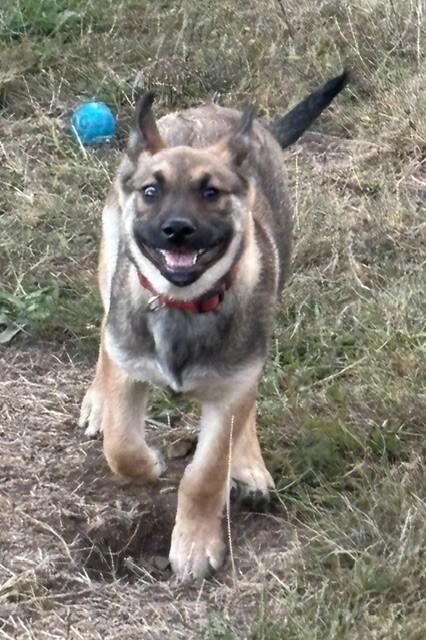 Enlarge Howard, a Adoptable mixed breed in Seattle, WA image 3/6