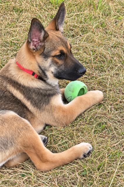 Enlarge Howard, a Adoptable mixed breed in Seattle, WA image 4/6