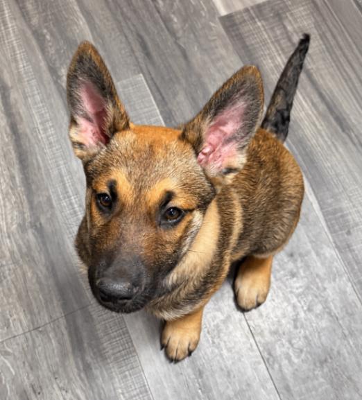 Enlarge Howard, a Adoptable mixed breed in Seattle, WA image 5/6
