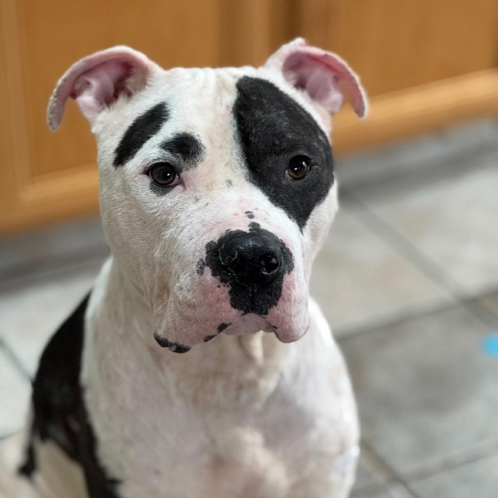 Levi, Adoptable, Adult Male Pit Bull Terrier & Mixed Breed.