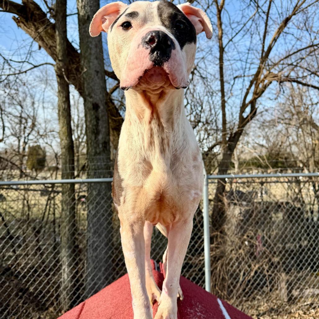 Levi, Adoptable, Adult Male Pit Bull Terrier & Mixed Breed.