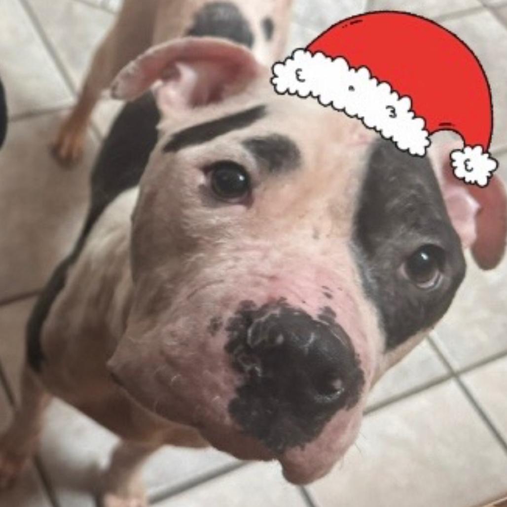 Enlarge Levi, a Adoptable mixed breed in Dayton, OH image 2/6