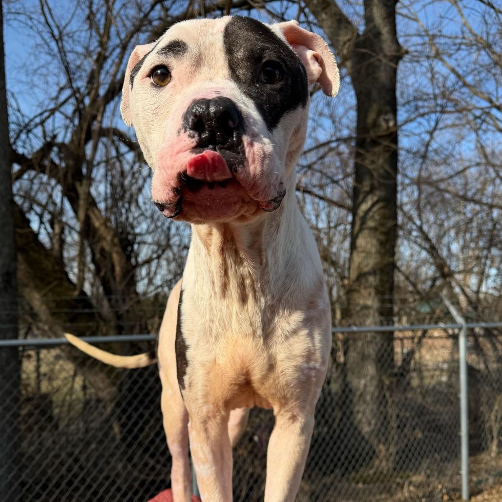 Enlarge Levi, a Adoptable mixed breed in Dayton, OH image 3/6