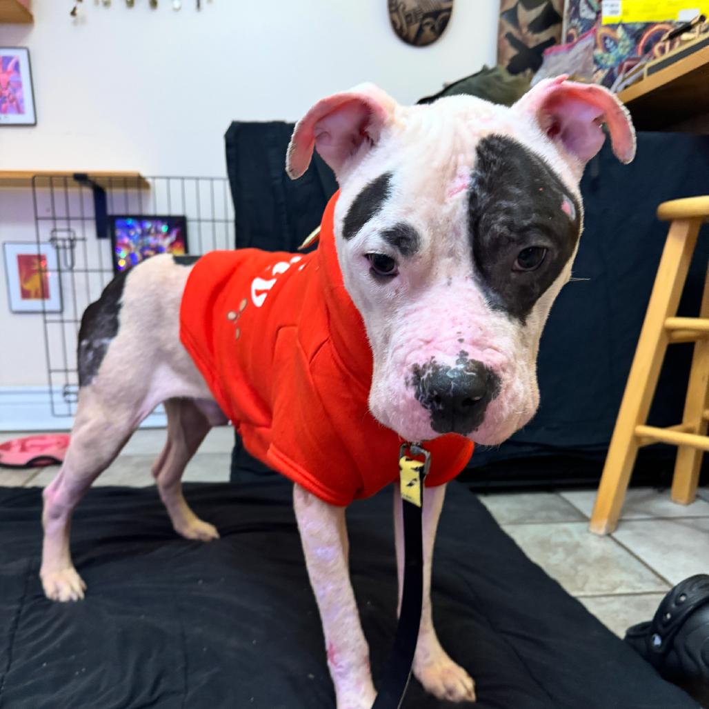 Enlarge Levi, a Adoptable mixed breed in Dayton, OH image 4/6