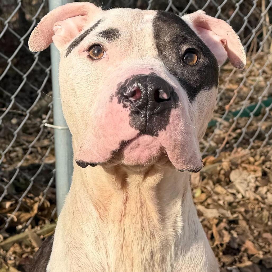 Enlarge Levi, a Adoptable mixed breed in Dayton, OH image 5/6