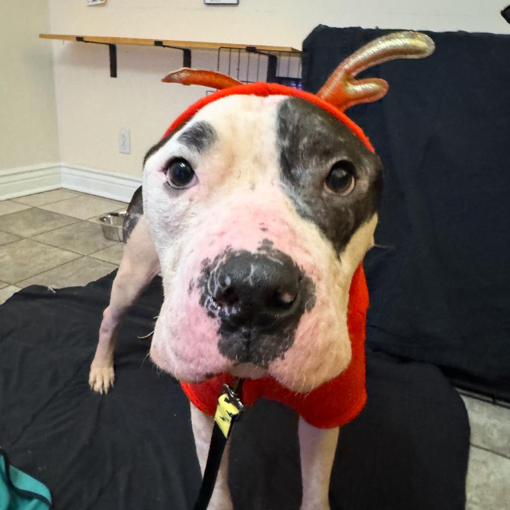 Enlarge Levi, a Adoptable mixed breed in Dayton, OH image 6/6