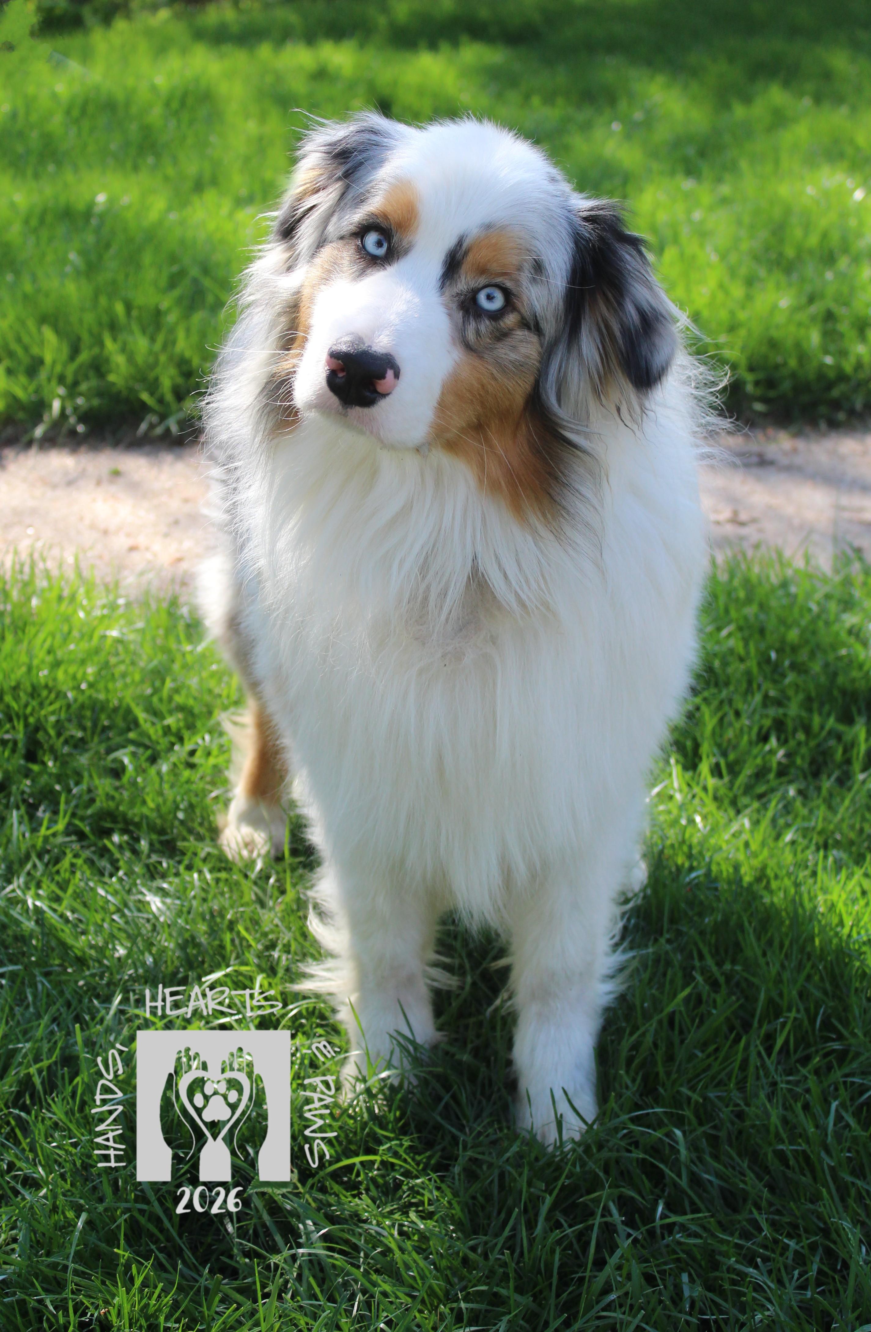 Ragnar, adopted, Young Male Australian Shepherd.