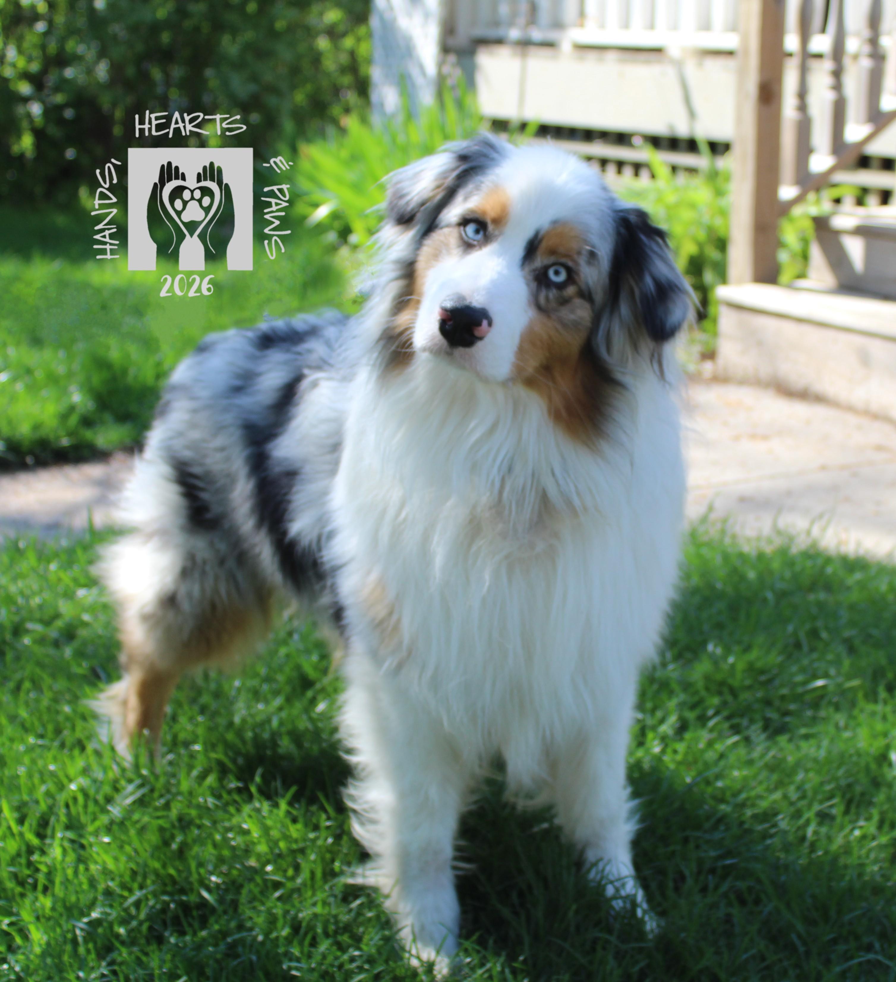 Enlarge Ragnar, an adopted Australian Shepherd in Omaha, NE image 2/3