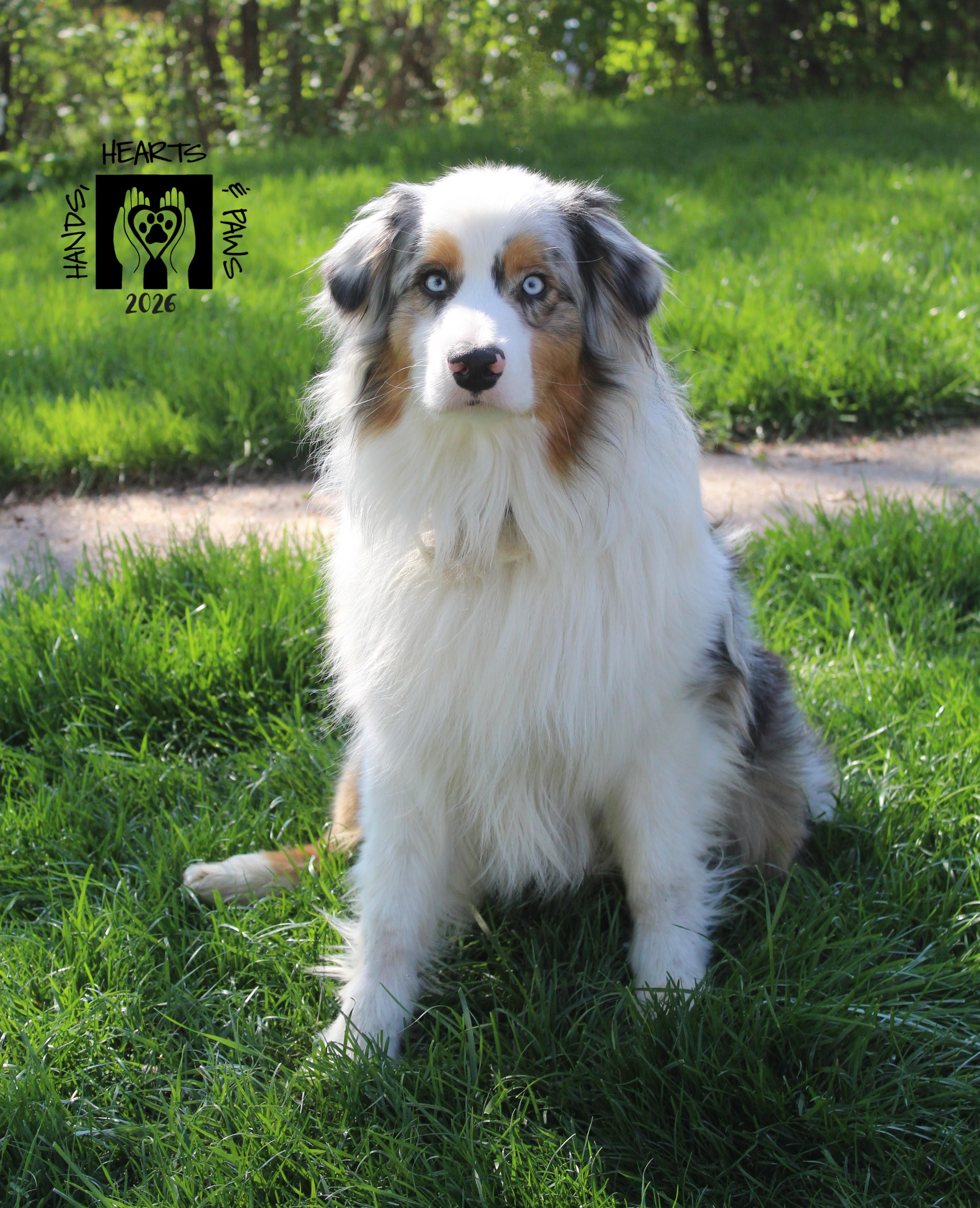 Enlarge Ragnar, an adopted Australian Shepherd in Omaha, NE image 3/3