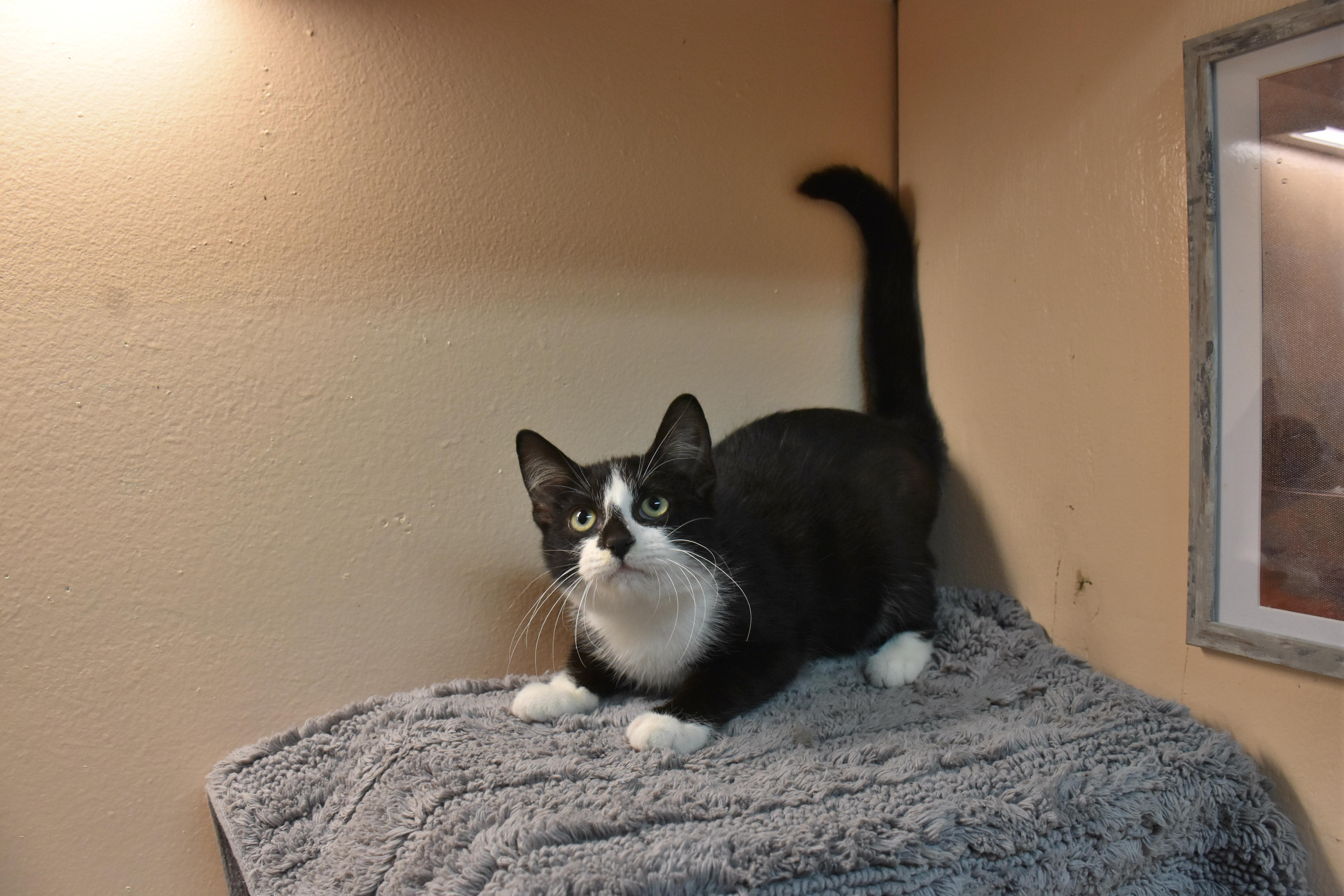Enlarge Munch, a Adopted Domestic Short Hair in North Judson, IN image 1/1