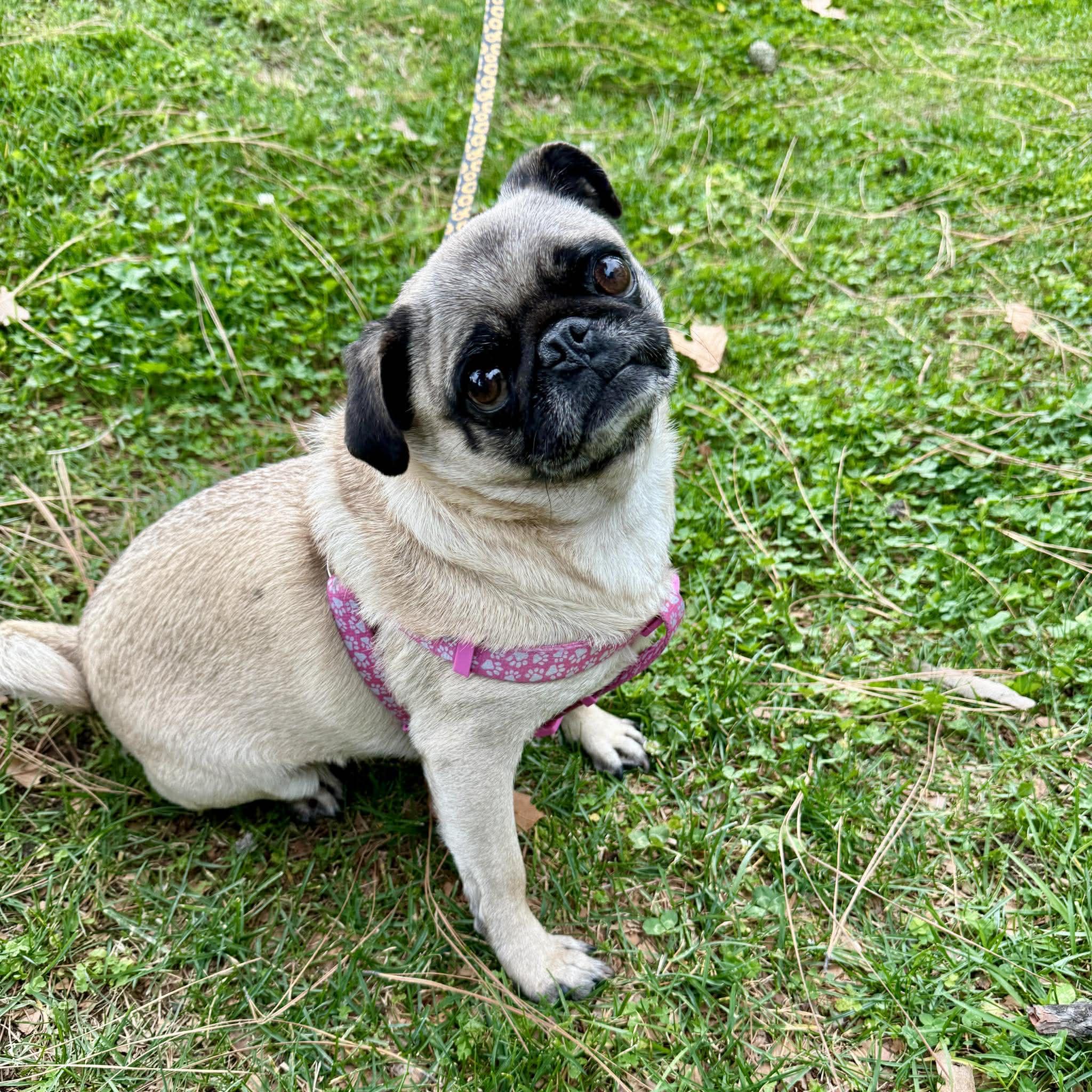 Enlarge Bobbles, a ADOPTABLE Pug in Grand Terrace, CA image 2/5