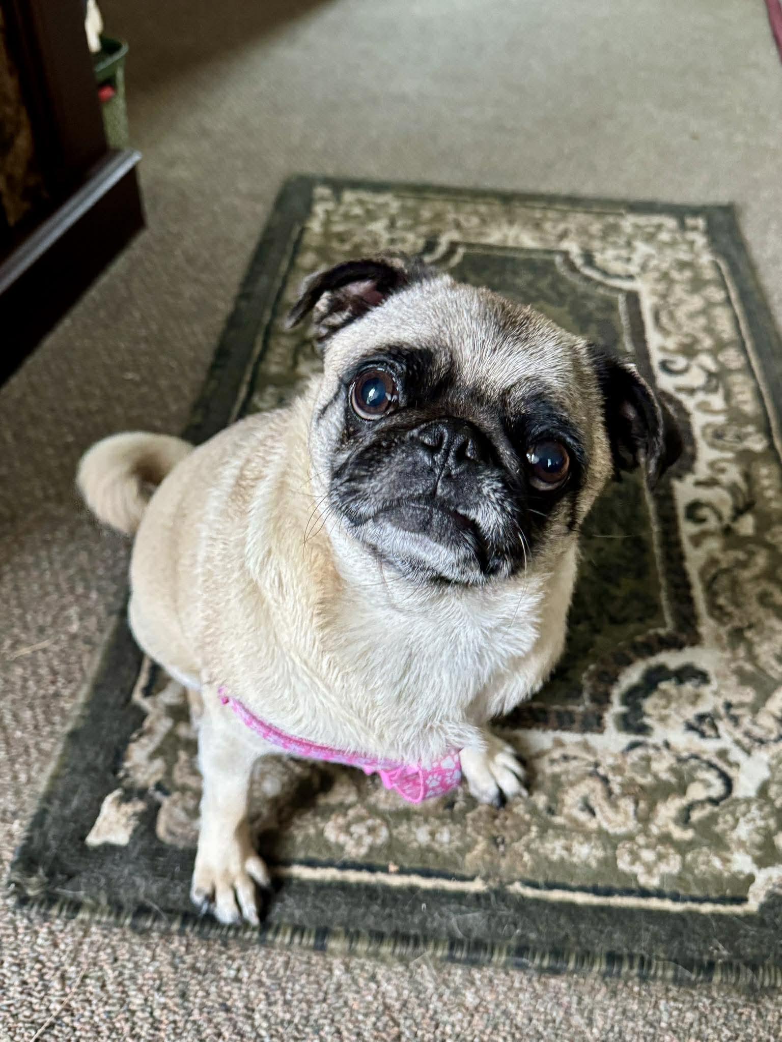 Enlarge Bobbles, a ADOPTABLE Pug in Grand Terrace, CA image 3/5