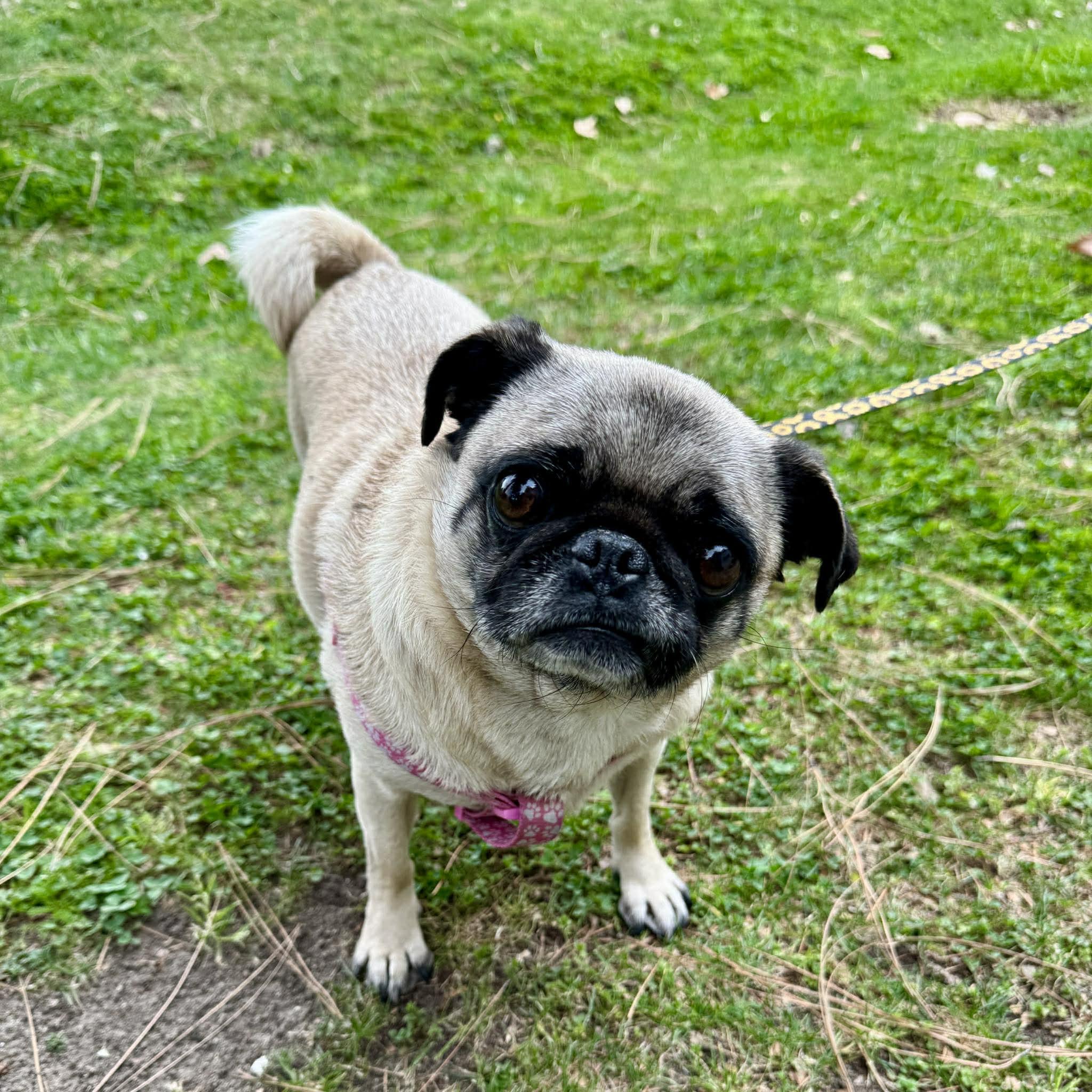 Enlarge Bobbles, a ADOPTABLE Pug in Grand Terrace, CA image 5/5